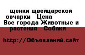 щенки щвейцарской овчарки › Цена ­ 15 000 - Все города Животные и растения » Собаки   